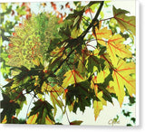 Fall Leaves - Canvas Print