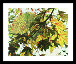 Fall Leaves - Framed Print